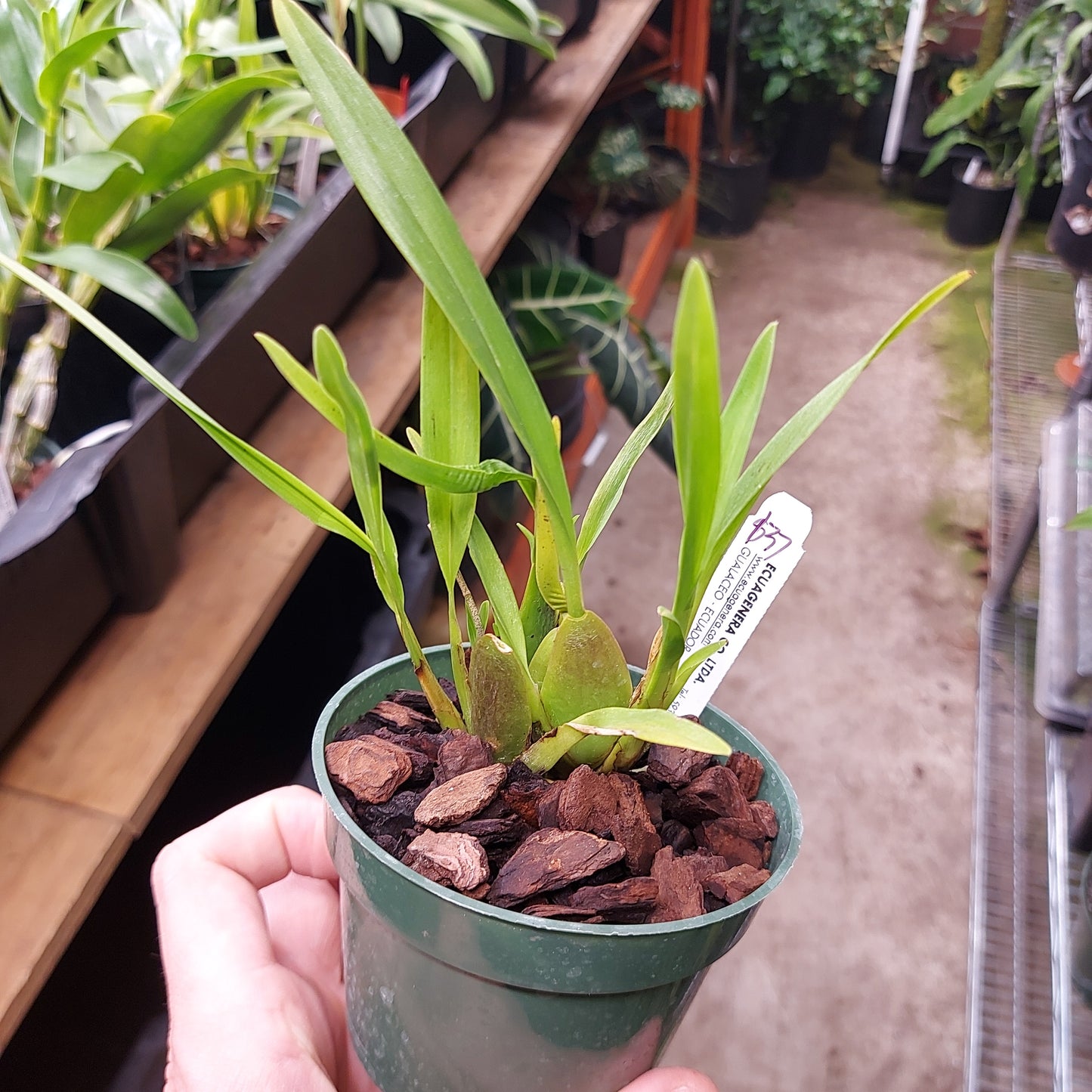 Oncidium Vulcanicum Orchid Plant