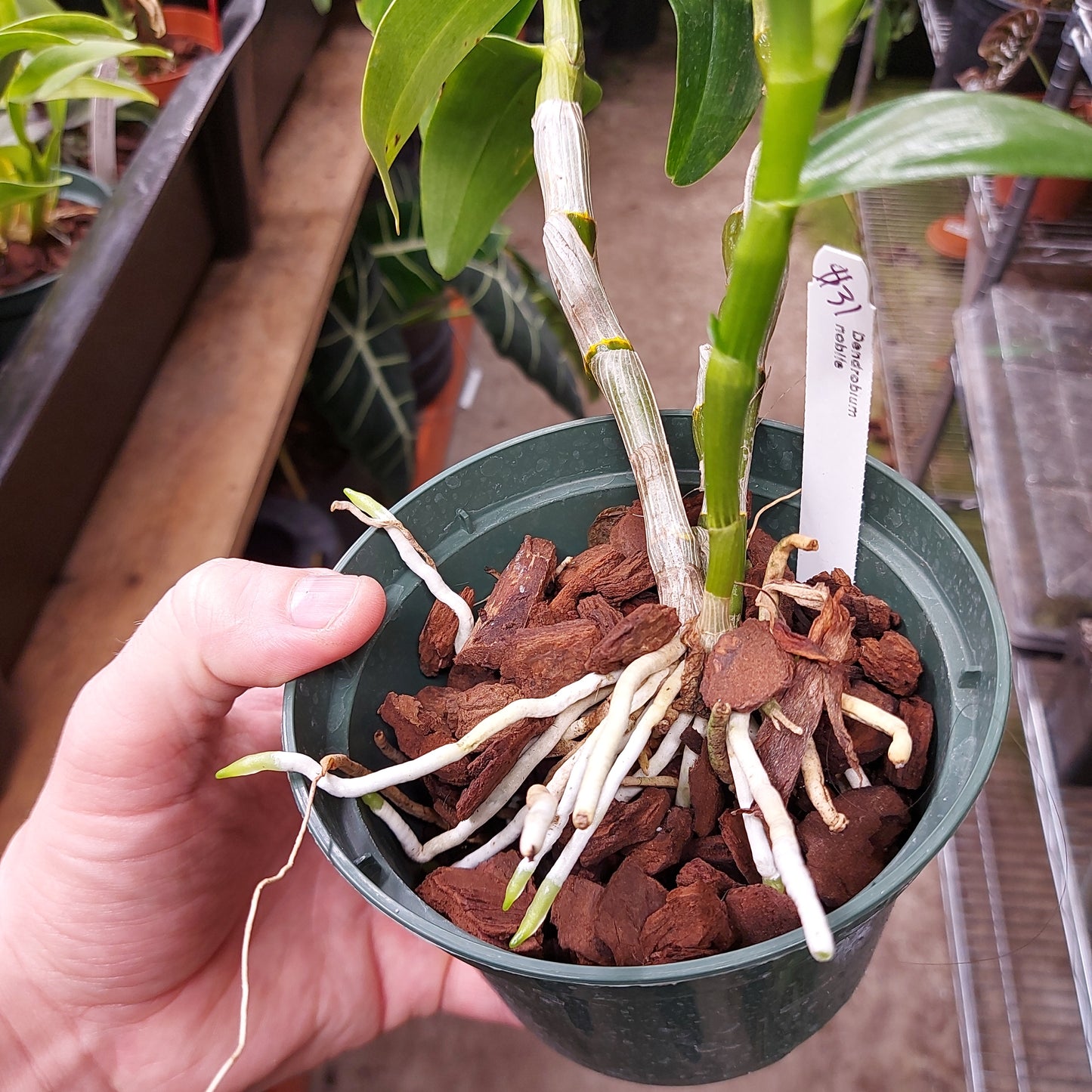 Dendrobium Nobile Orchid Plant