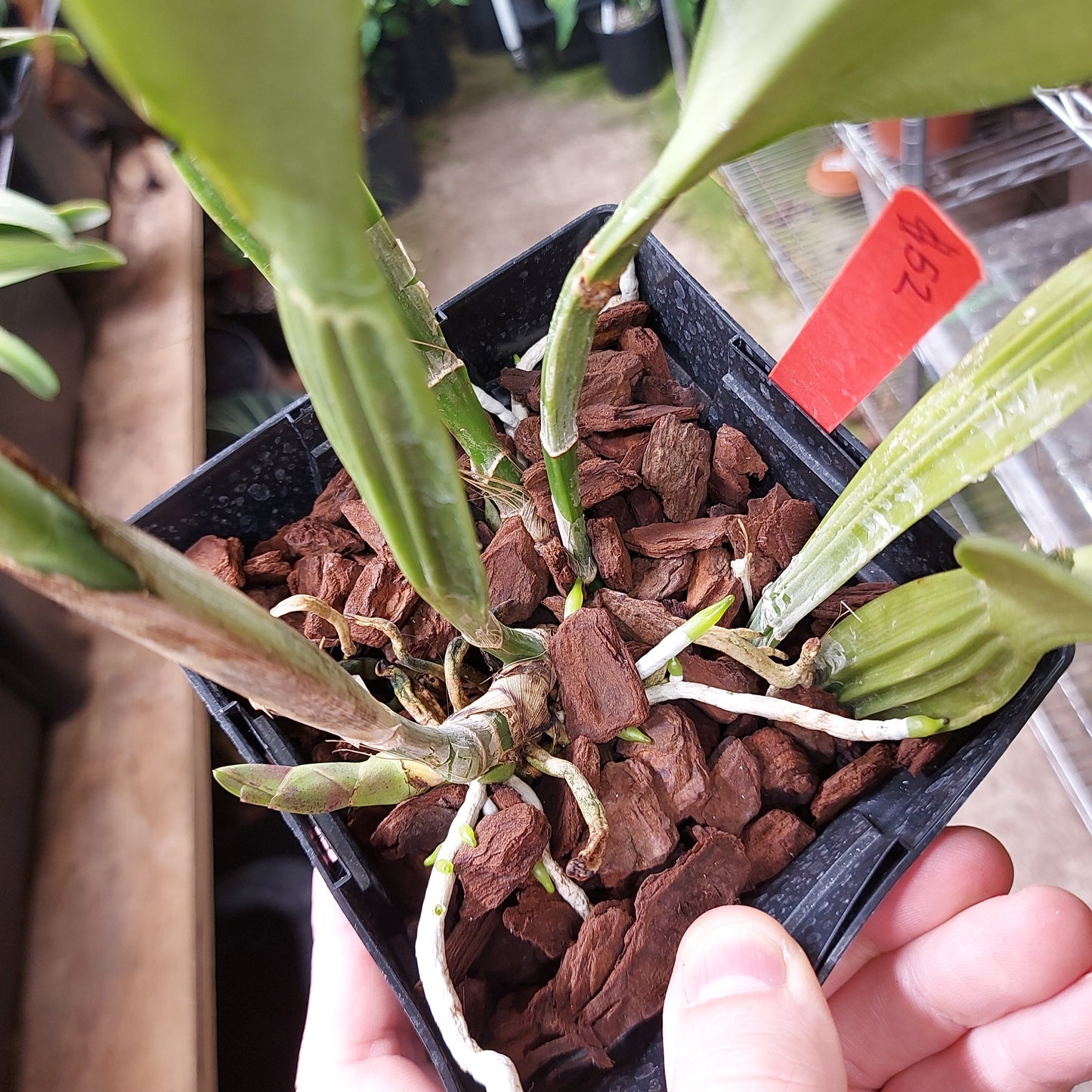 Cattleya Trianne Orchid Plant