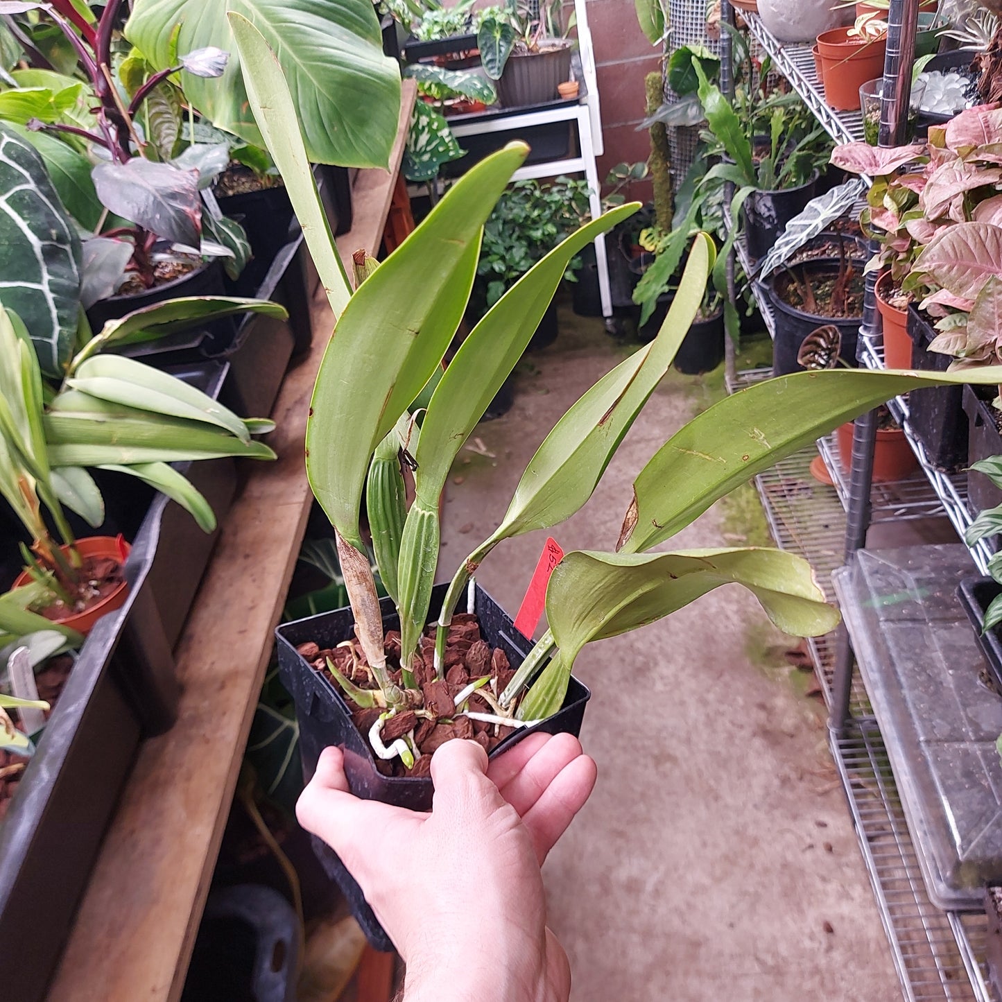 Cattleya Trianne Orchid Plant