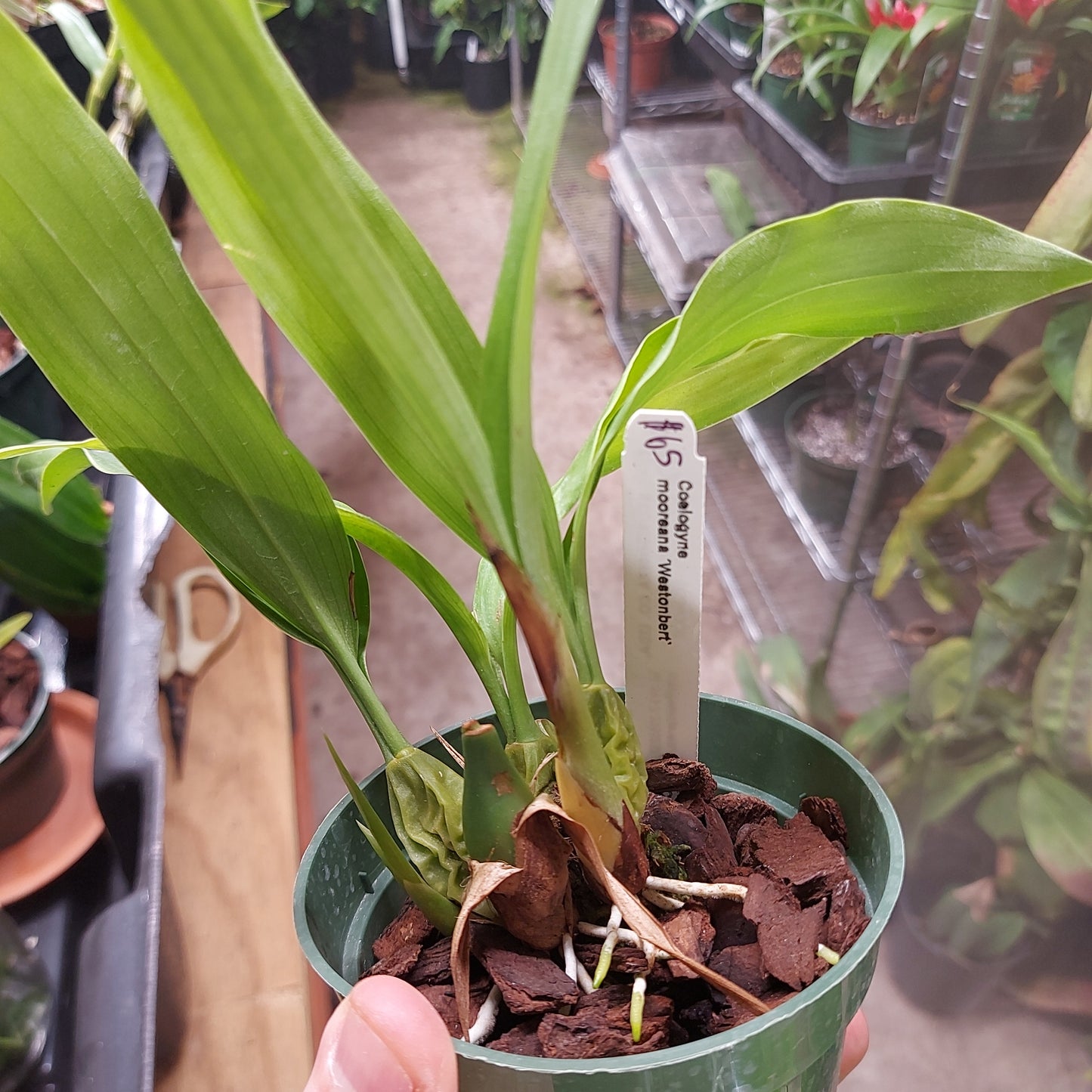 Coelogyne Mooreana Westonbert Orchid Plant