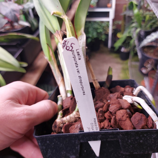 Laelia Purpurata Var. Atropurpurea Orchid Plant