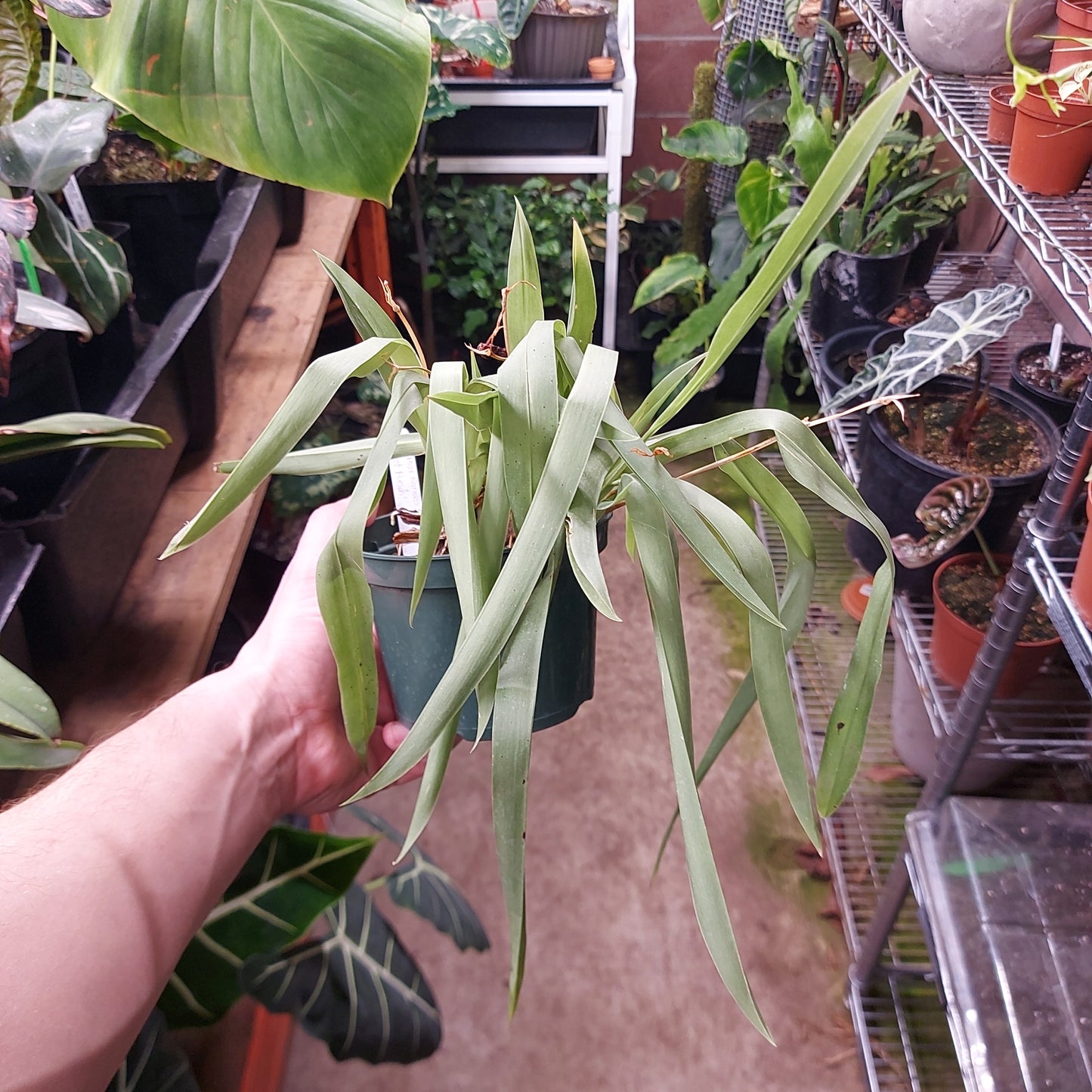 Claret Punch Orchid Plant