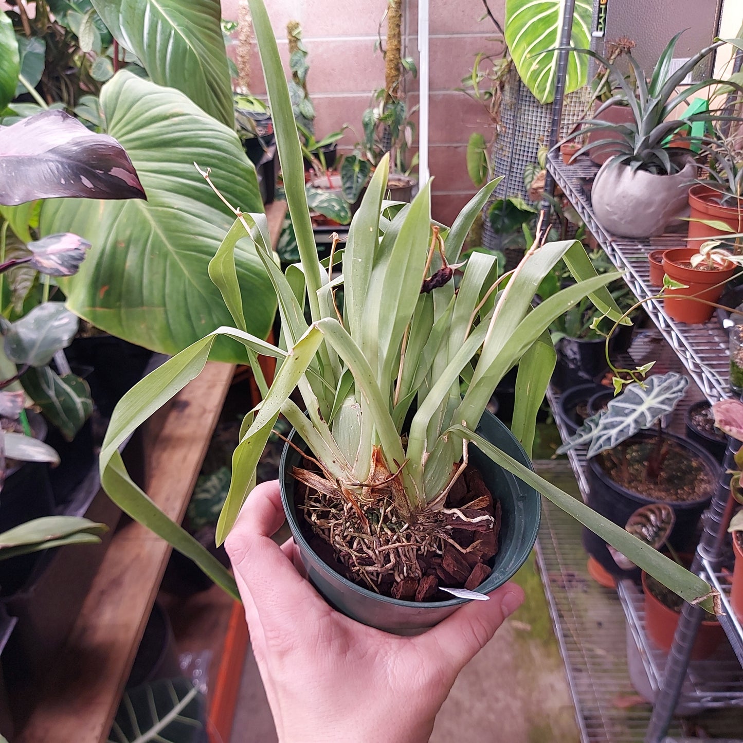 Claret Punch Orchid Plant