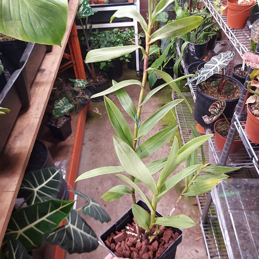 Epidendrum Oraion Orchid Plant