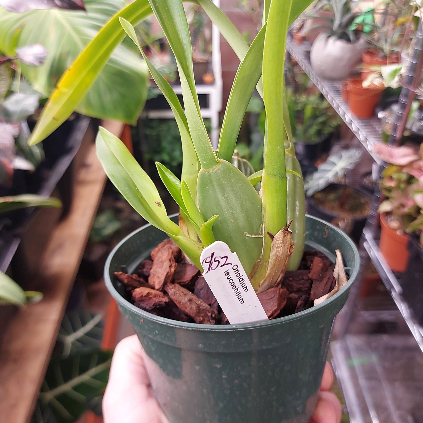 Oncidium Leucochilum Orchid Plant