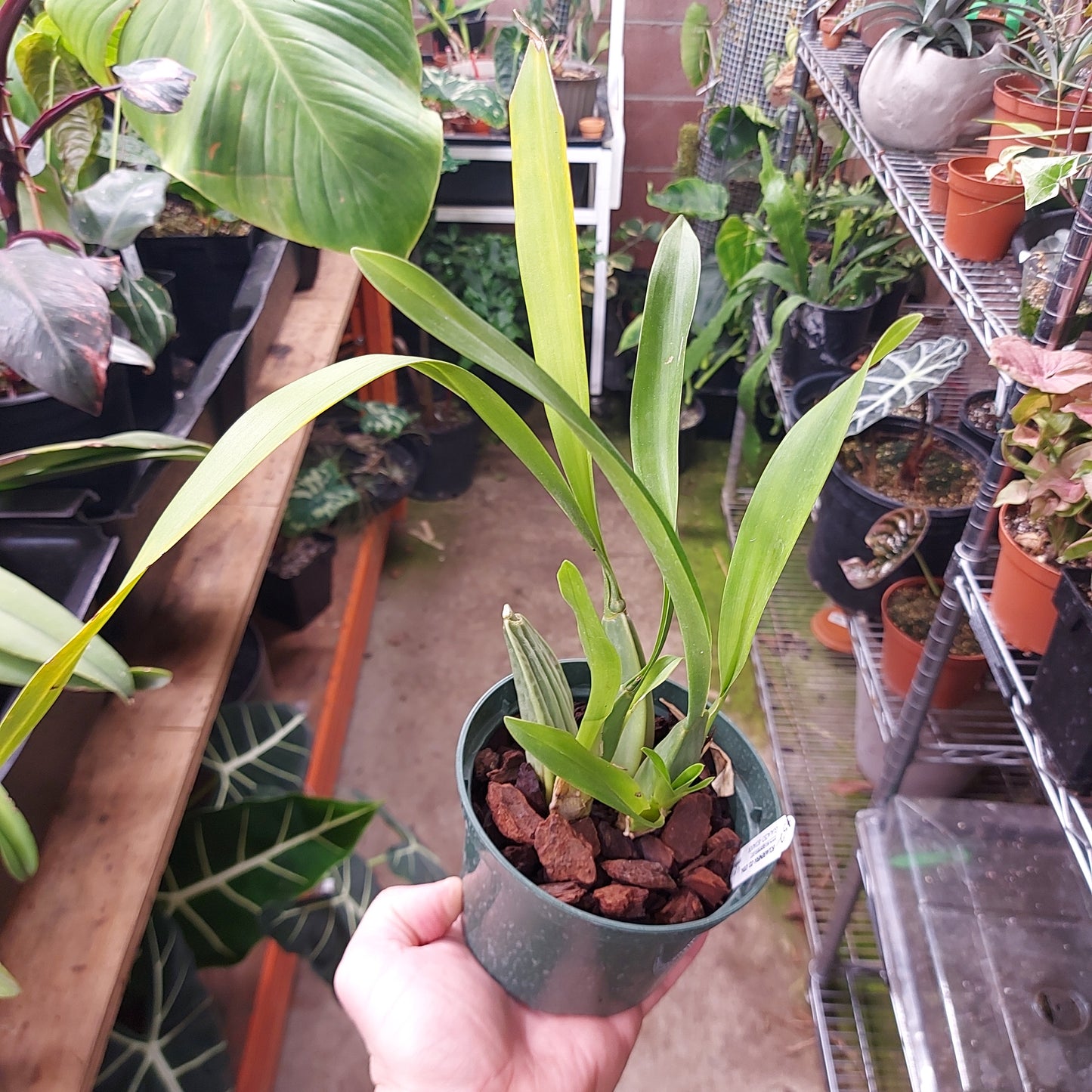 Oncidium Leucochilum Orchid Plant