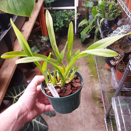 Miltonia Spectabilis Semi Alba Orchid Plant