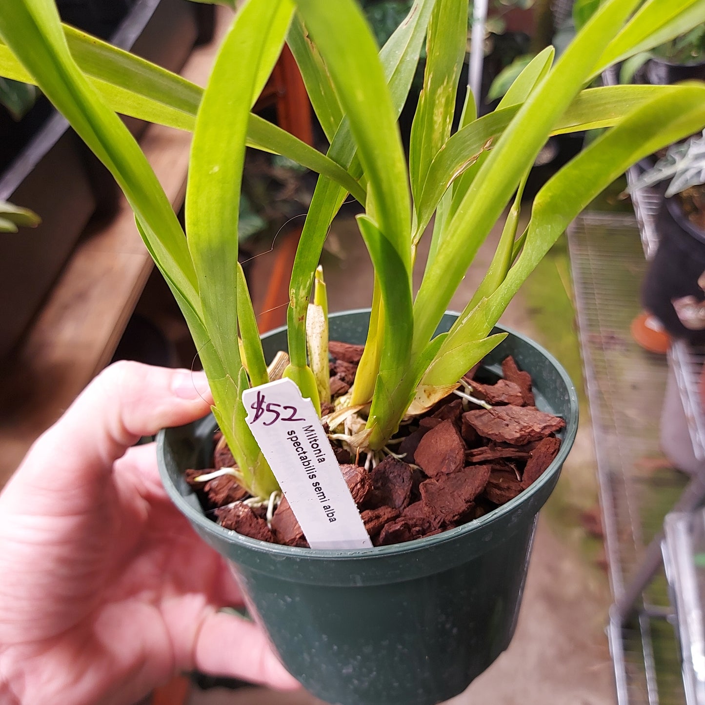 Miltonia Spectabilis Semi Alba Orchid Plant