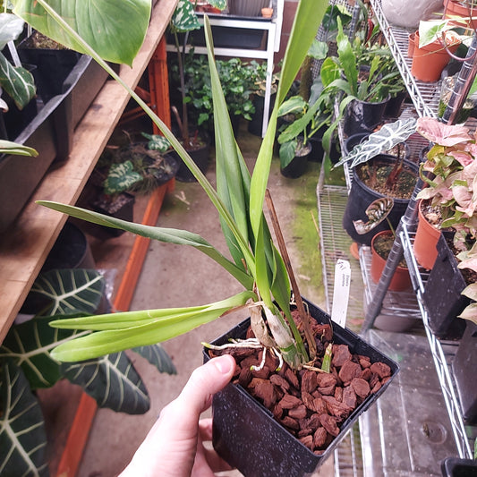 Encyclia Dichroma Orchid Plant