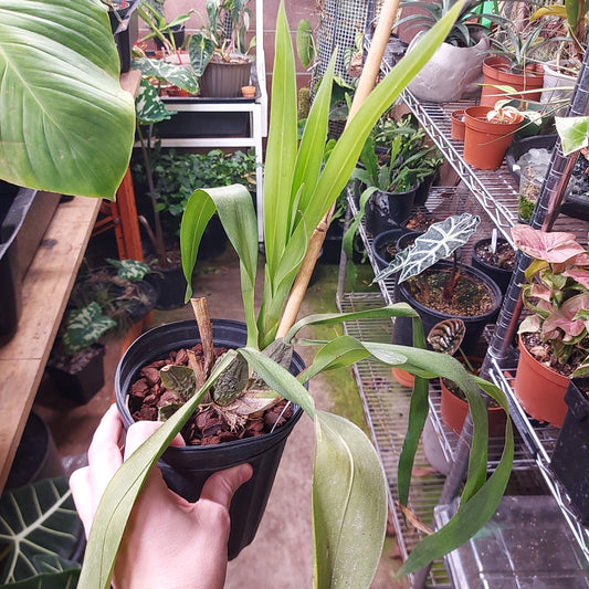 Odontioda Marie Noel Velano h00397 Orchid Plant
