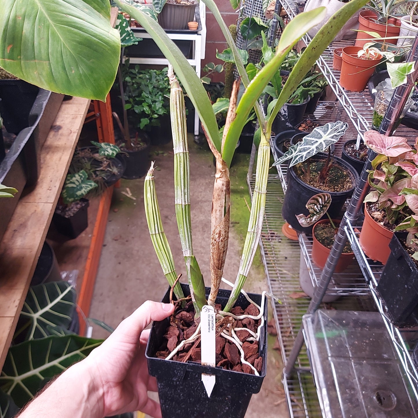 Laeliocattleya Vivi Arosemena Orchid Plant