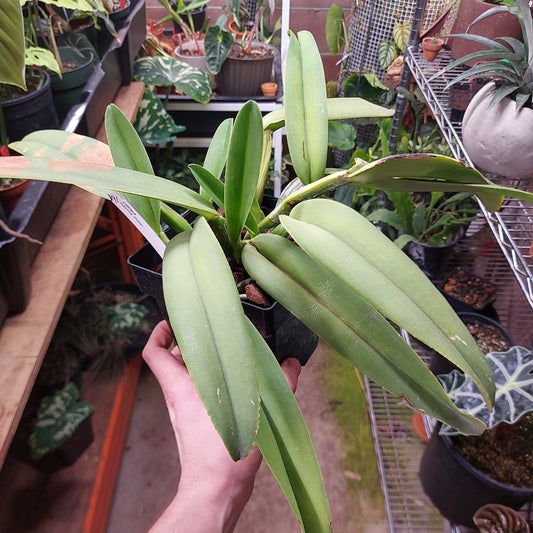 Cattleya Maxima Didier Orchid Plant
