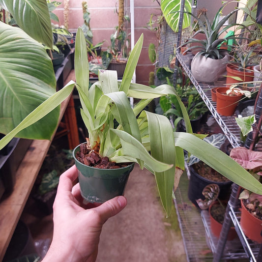 Miltoniopsis Twin Peaks h00033 Orchid Plant