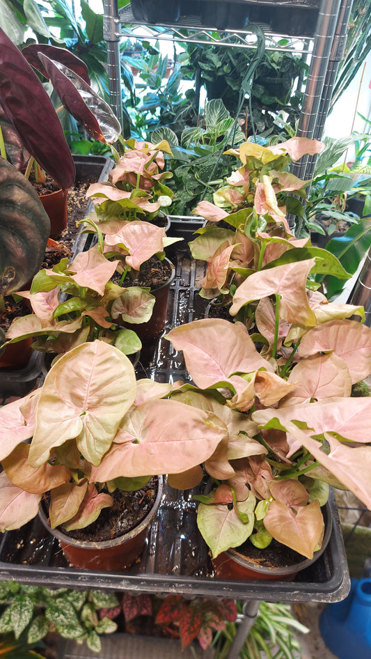 Syngonium Neon