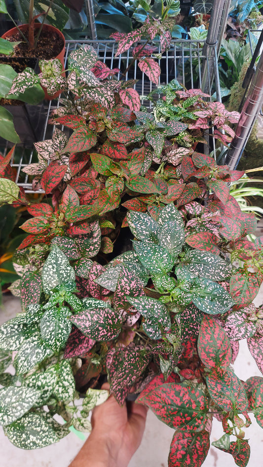 Polka Dot Plants 4inch