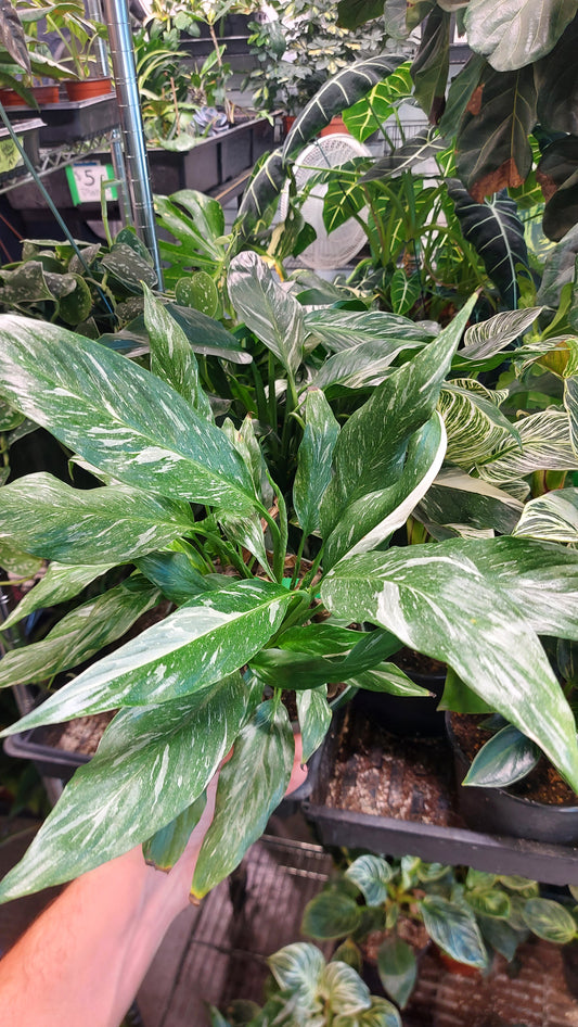 Variegated Peace Lily