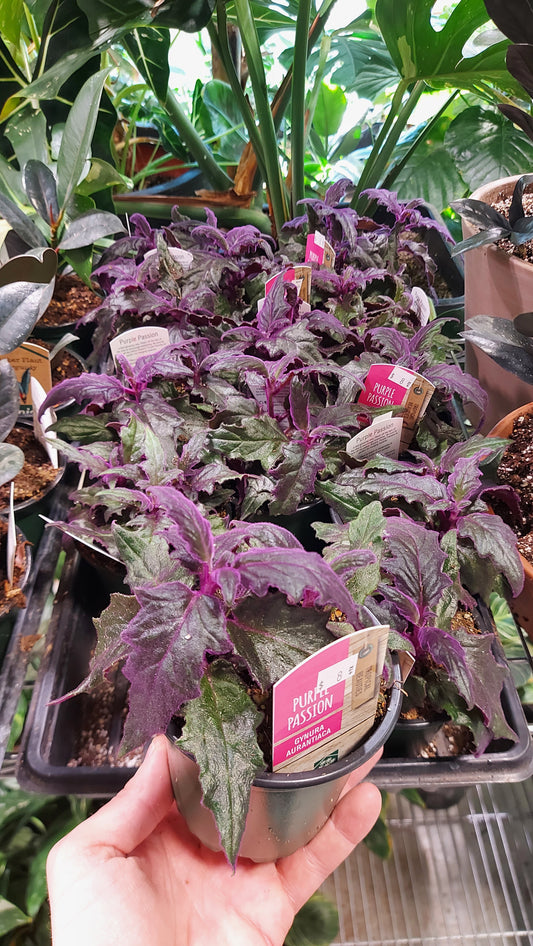 Purple Passion Gynura Aurantiaca