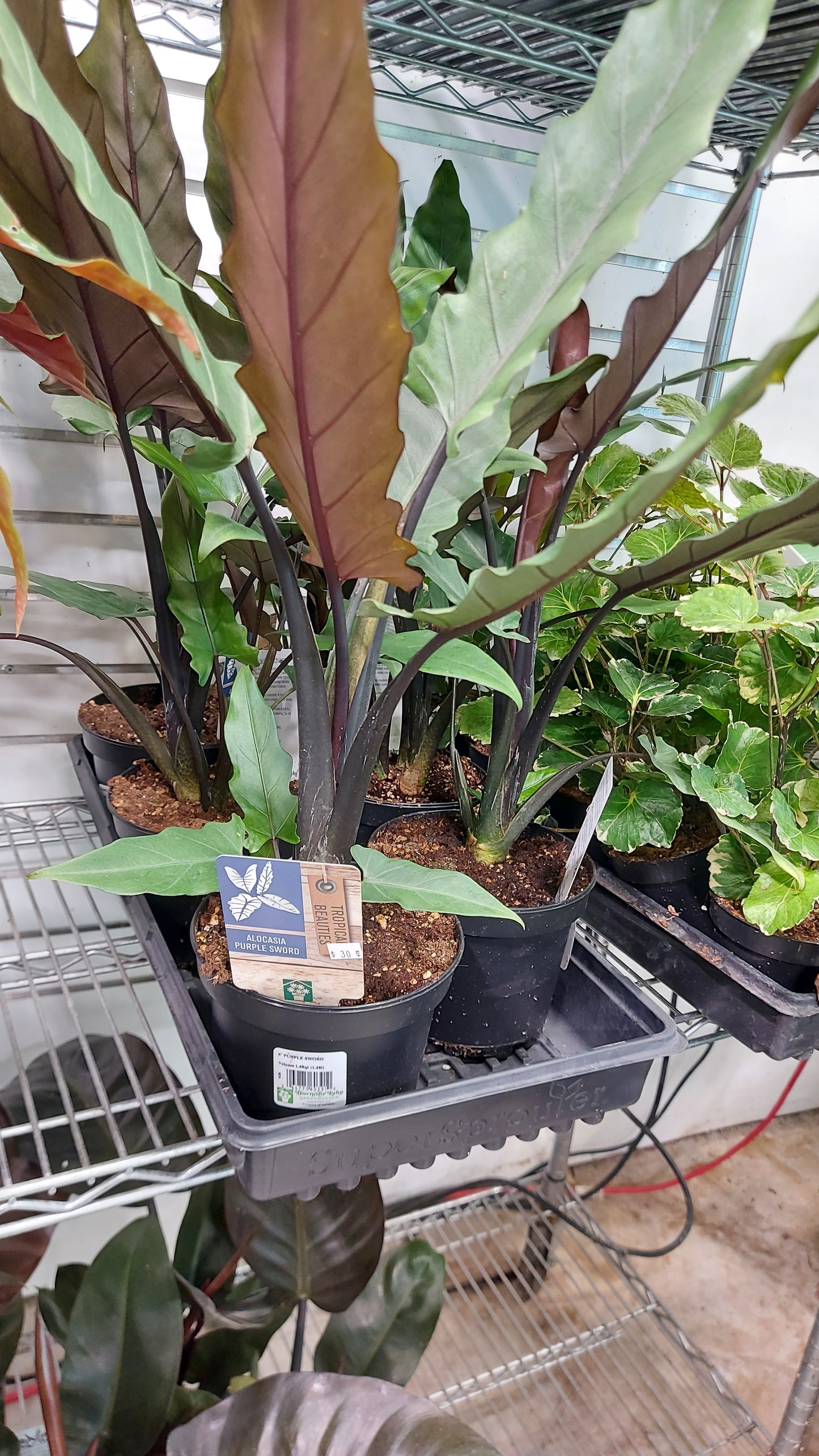 Alocasia Purple Sword Plant