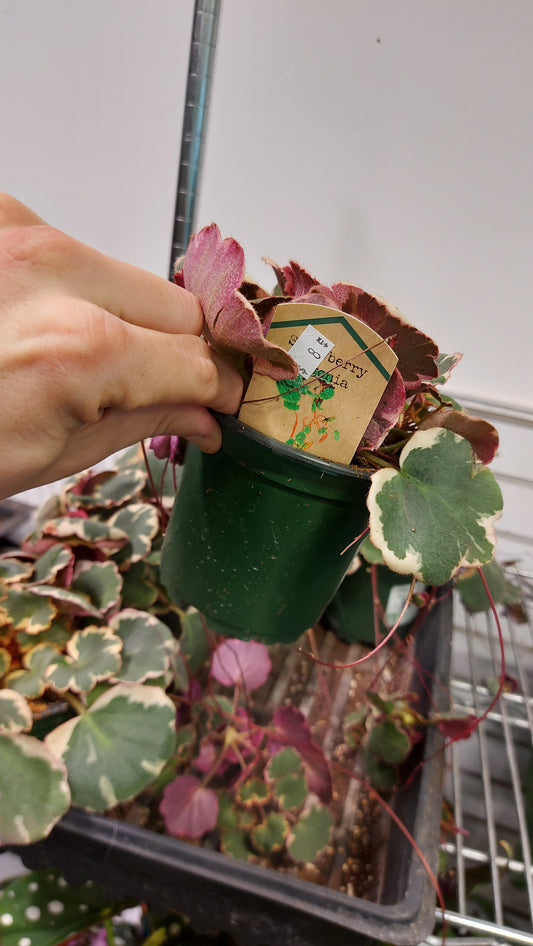 Strawberry Begonia Plant