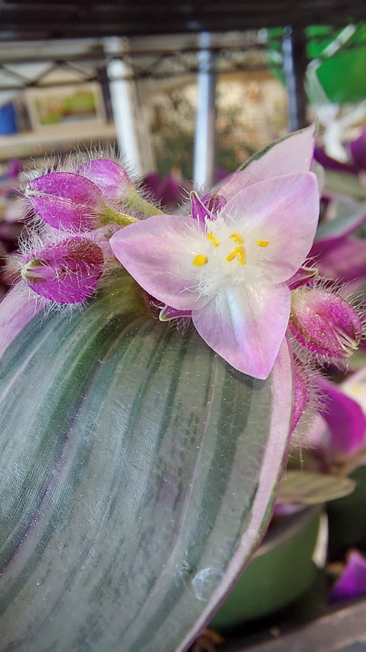 Tradescantia Nanouk